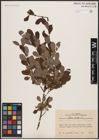Foto von Salix aurita L.
